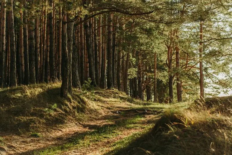 Waldboden mit warmem Morgenlicht zwischen Stämmen